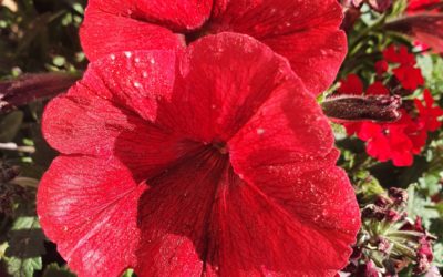 Le jour où nous sommes venus fleurir ta tombe
