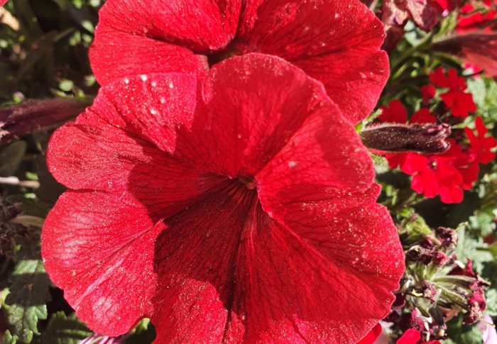 Le jour où nous sommes venus fleurir ta tombe