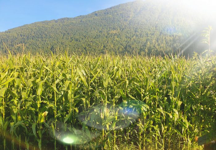 Le bonheur se vit dans l’instant présent