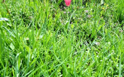 Une tulipe dans un pré