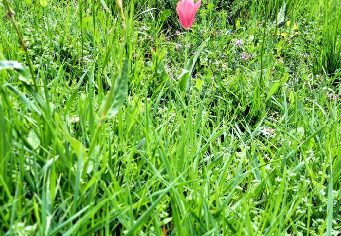Une tulipe dans un pré